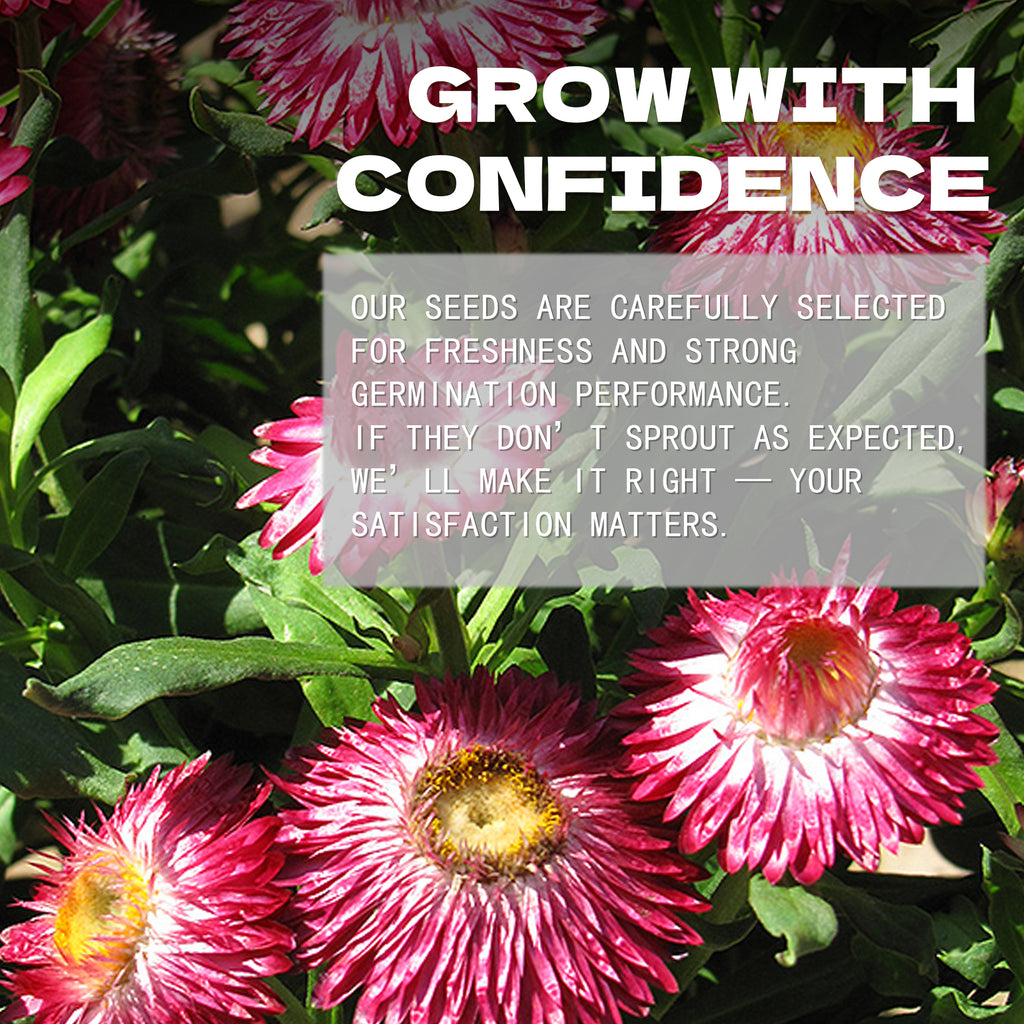 Everlasting Flower Strawflower Seeds Pink flowers with a text overlay about confidence and satisfaction in a seed company's message.