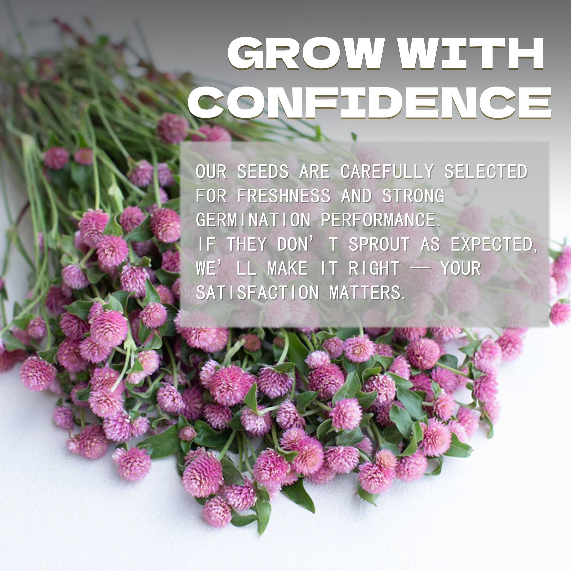 Pink flowers with a text overlay about confidence and satisfaction in product selection.Globe Amaranth Gomphrena Seeds
