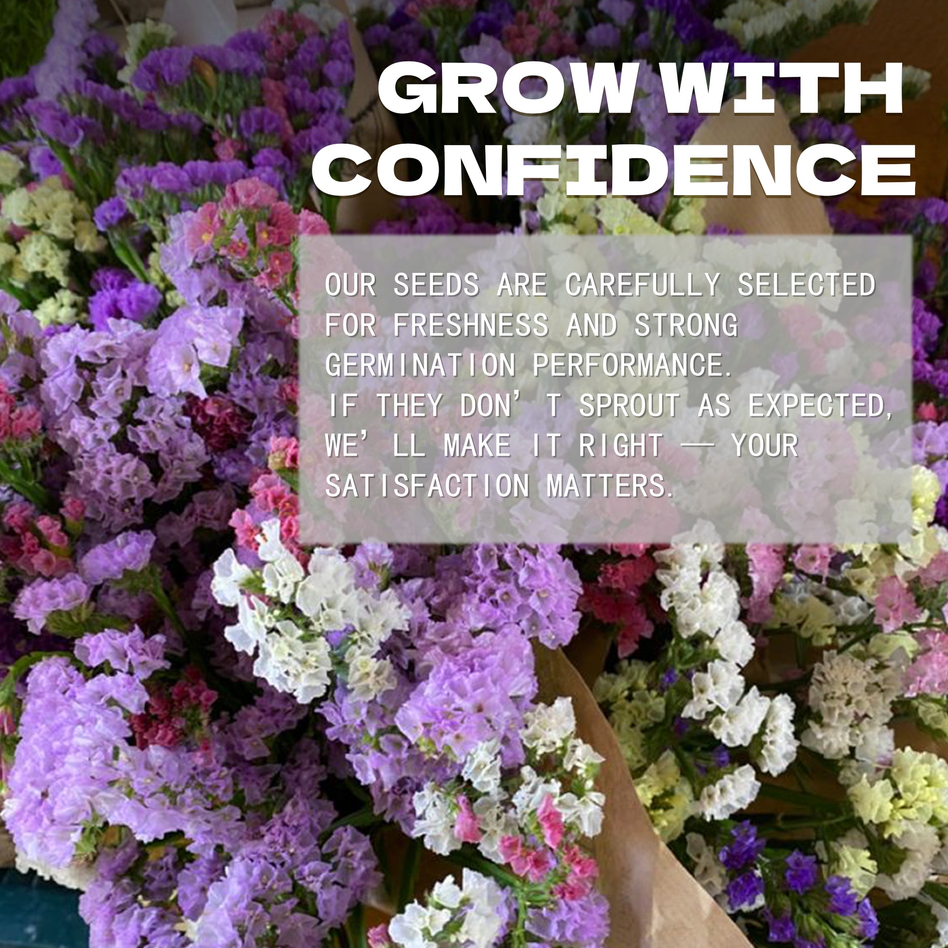 Bouquet of flowers Statice Seeds-Sea Lavender Everlasting with text overlay about seed selection and satisfaction guarantee.