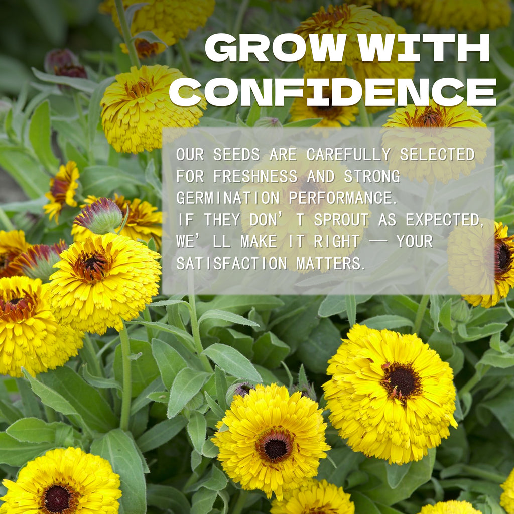 Yellow flowers with a text overlay about English Marigold Scotch Marigold Calendula Seeds selection and satisfaction guarantee.