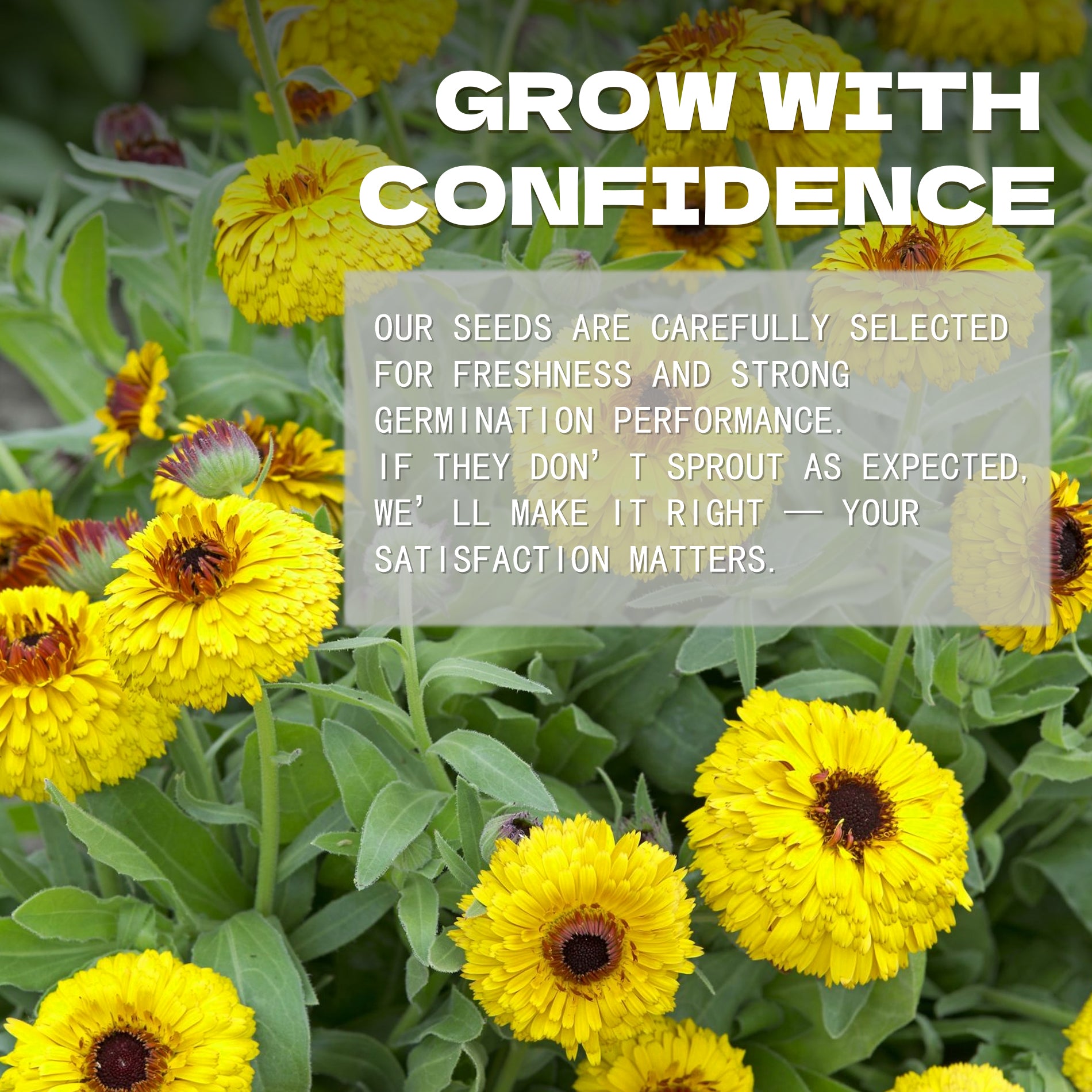 Yellow flowers with a text overlay about English Marigold Scotch Marigold Calendula Seeds selection and satisfaction guarantee.