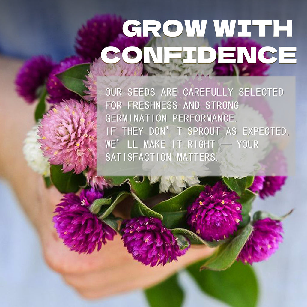 Hand holding a bouquet of purple and white flowers with promotional text overlay.Globe Amaranth Gomphrena Seeds