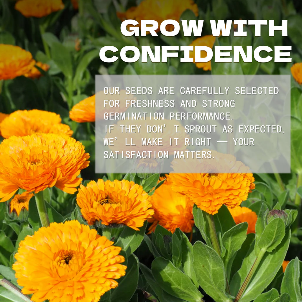 Orange flowers with a text overlay about growing Pot Marigold Calendula Seeds with confidence.