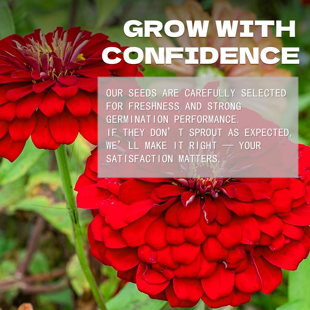 Elegant Cut & Come Again Zinnia Seeds Red flowers with text overlay about confidence and satisfaction in a garden setting