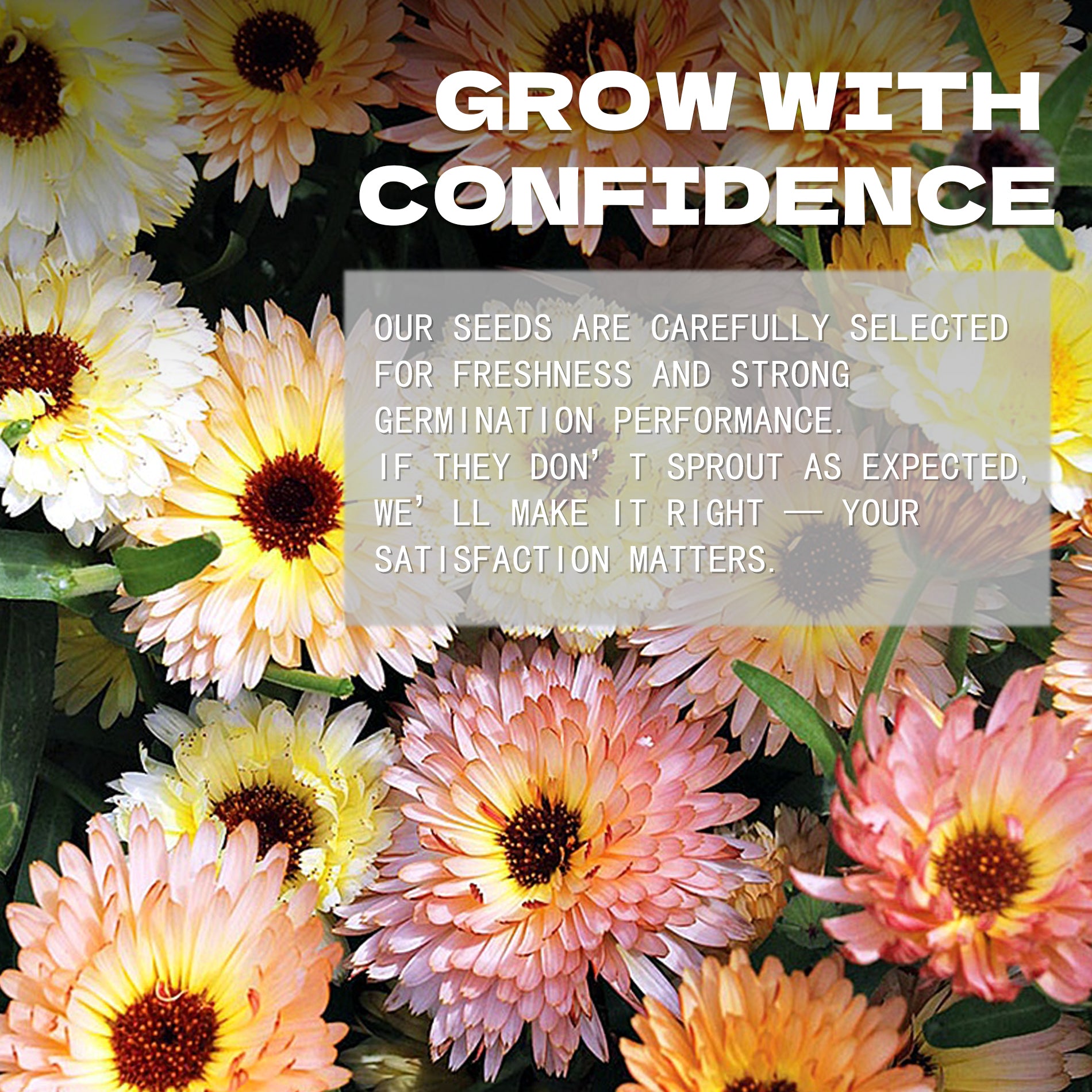 Colorful flowers with text overlay about confidence and satisfaction in a English Marigold Scotch Marigold Calendula Seeds company's message.