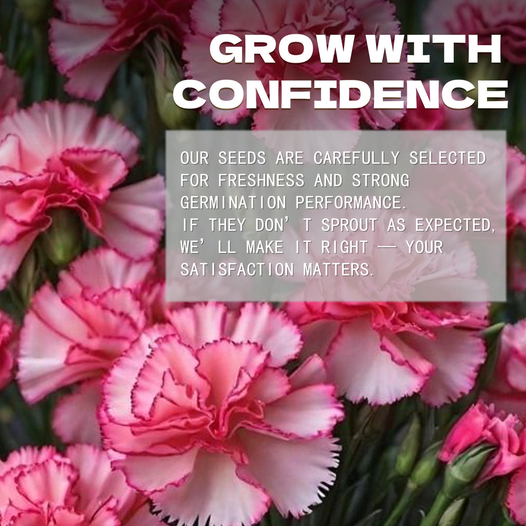 Sweet William Dianthus Seeds Pink flowers with a text overlay about growing seeds with confidence.