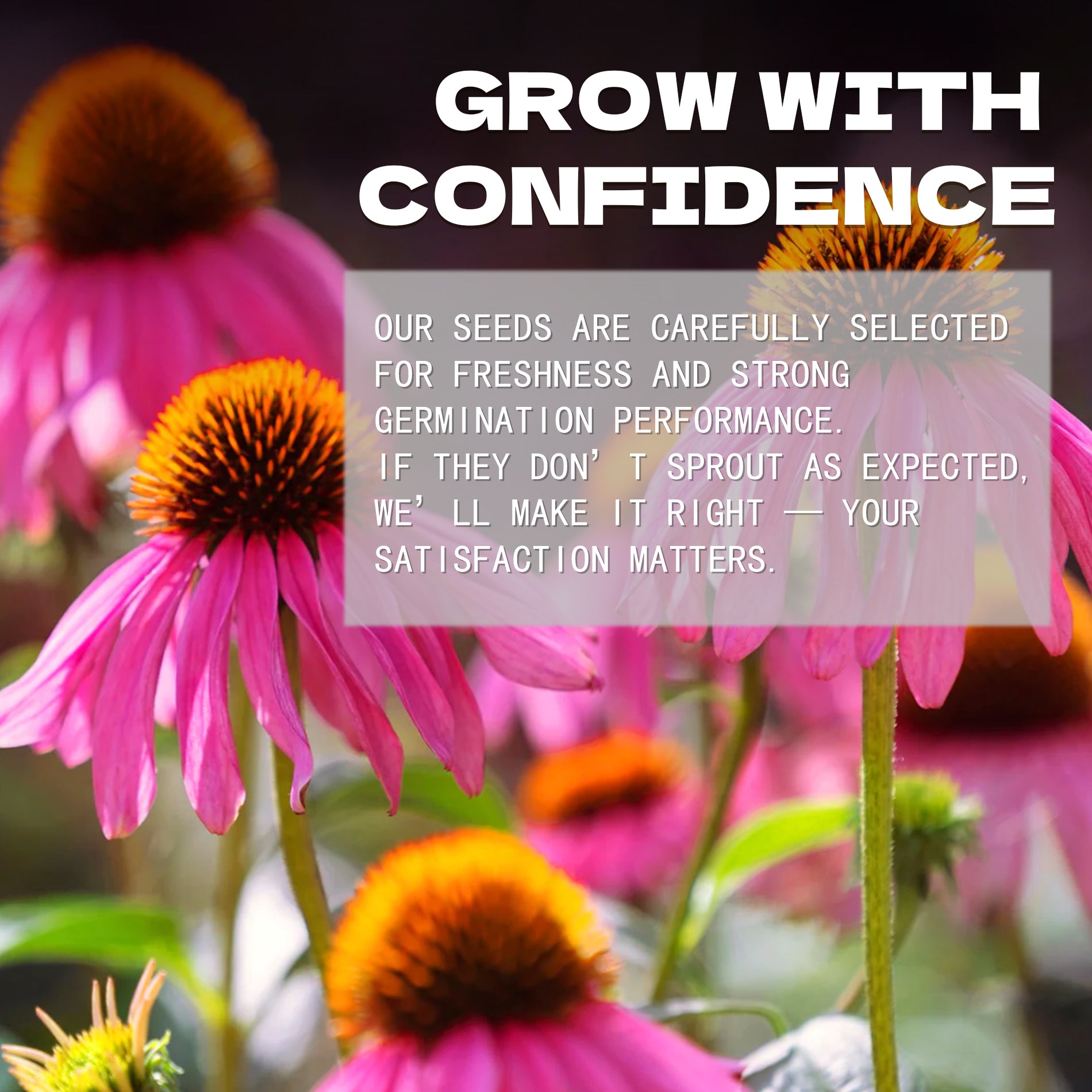 Pink and orange flowers with text overlay about confidence and satisfaction.Coneflower Echinacea Seeds