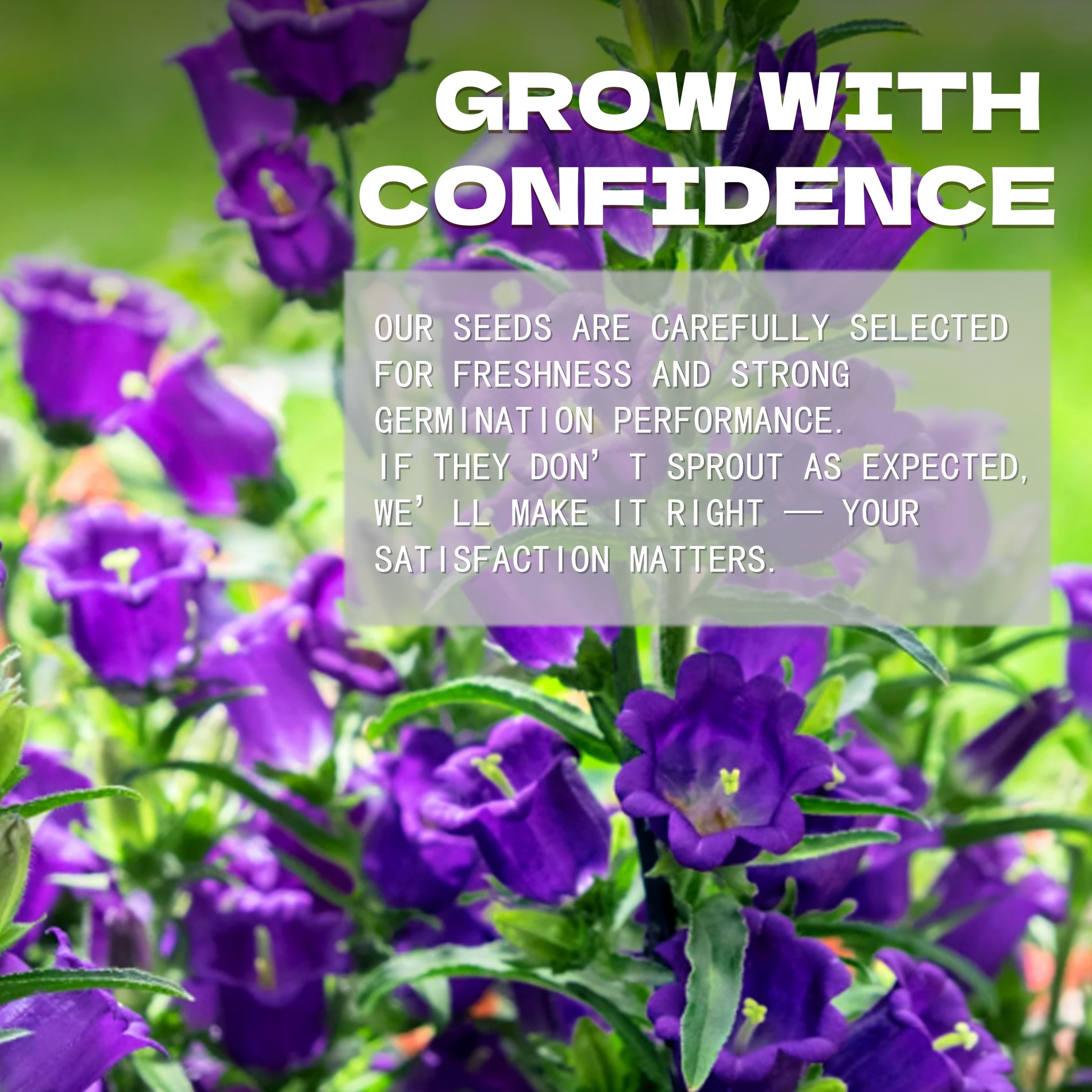 Bellflower Campanula Seeds Purple flowers with text overlay about growing seeds with confidence