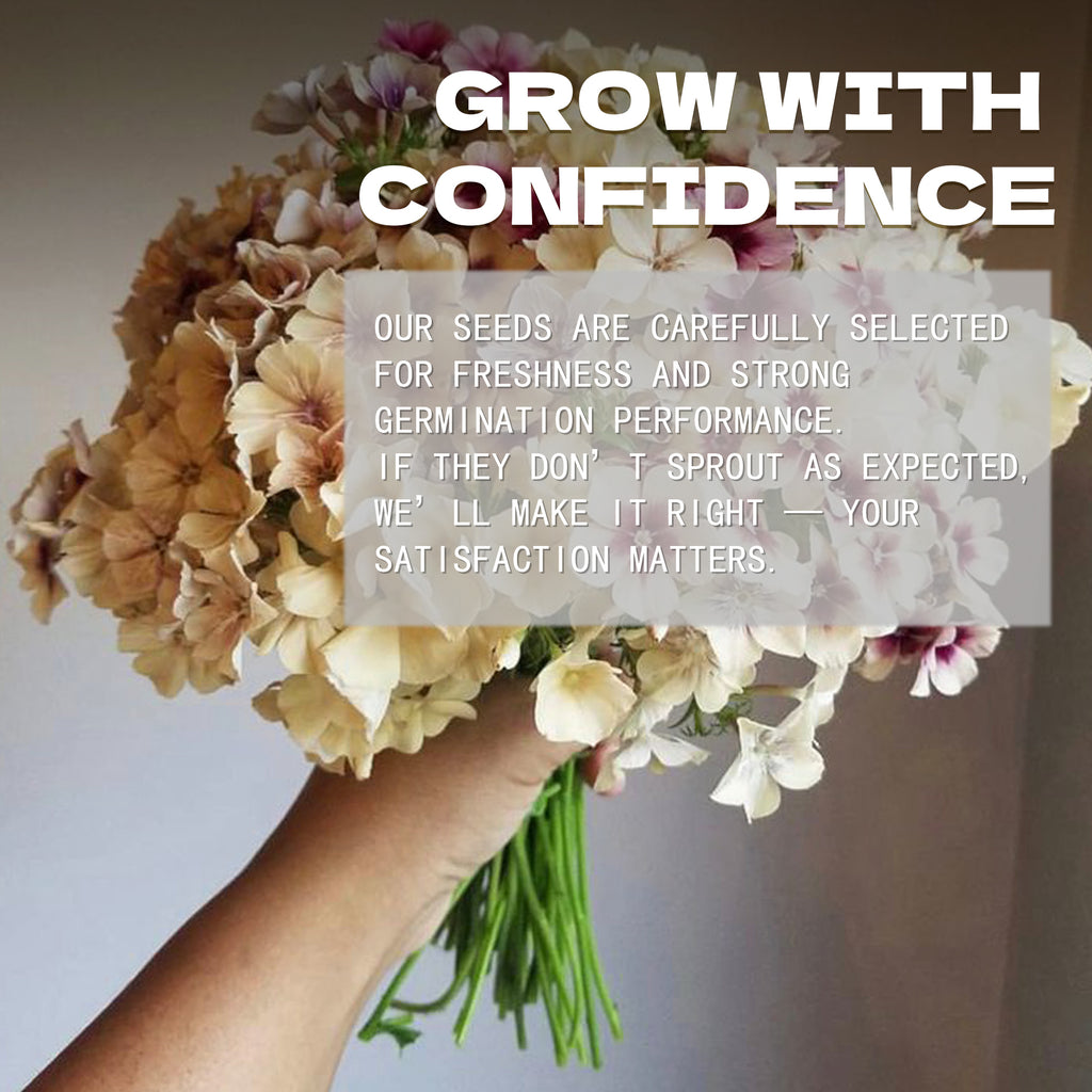 Bouquet of Annual Drummondii Phlox Seeds flowers held by a hand with text overlay on a light background