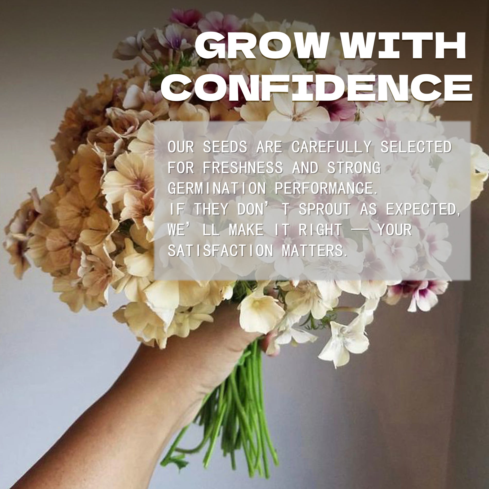 Bouquet of Annual Drummondii Phlox Seeds flowers held by a hand with text overlay on a light background