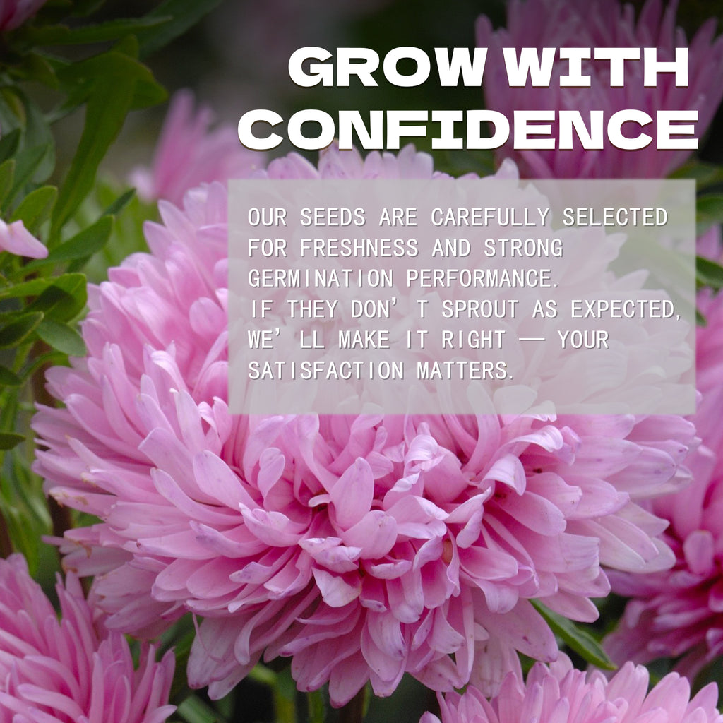 Pink flowers with a text overlay about confidence and satisfaction in a Cut Flower China Aster Seeds company's message.