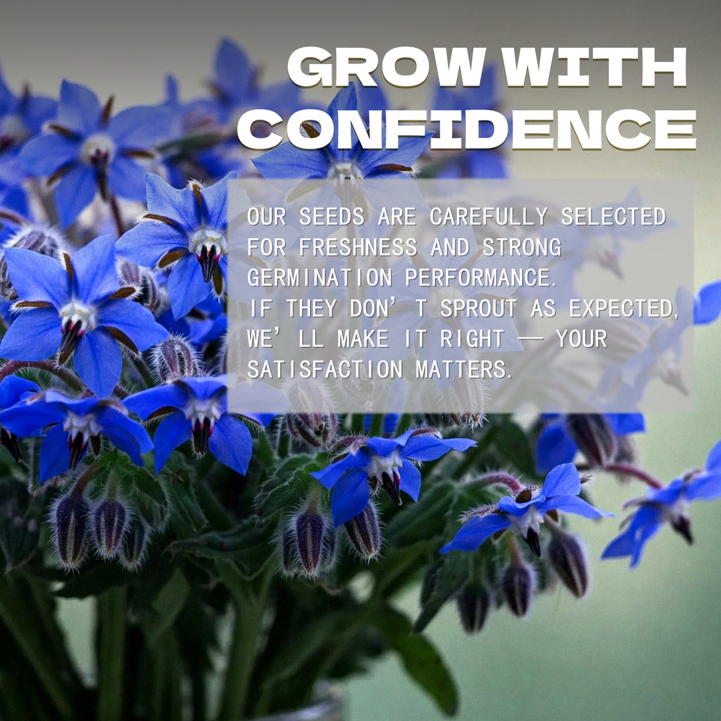 Edible Blue Starflower Borage Seeds Blue flowers with a text overlay about growing with confidence and satisfaction.