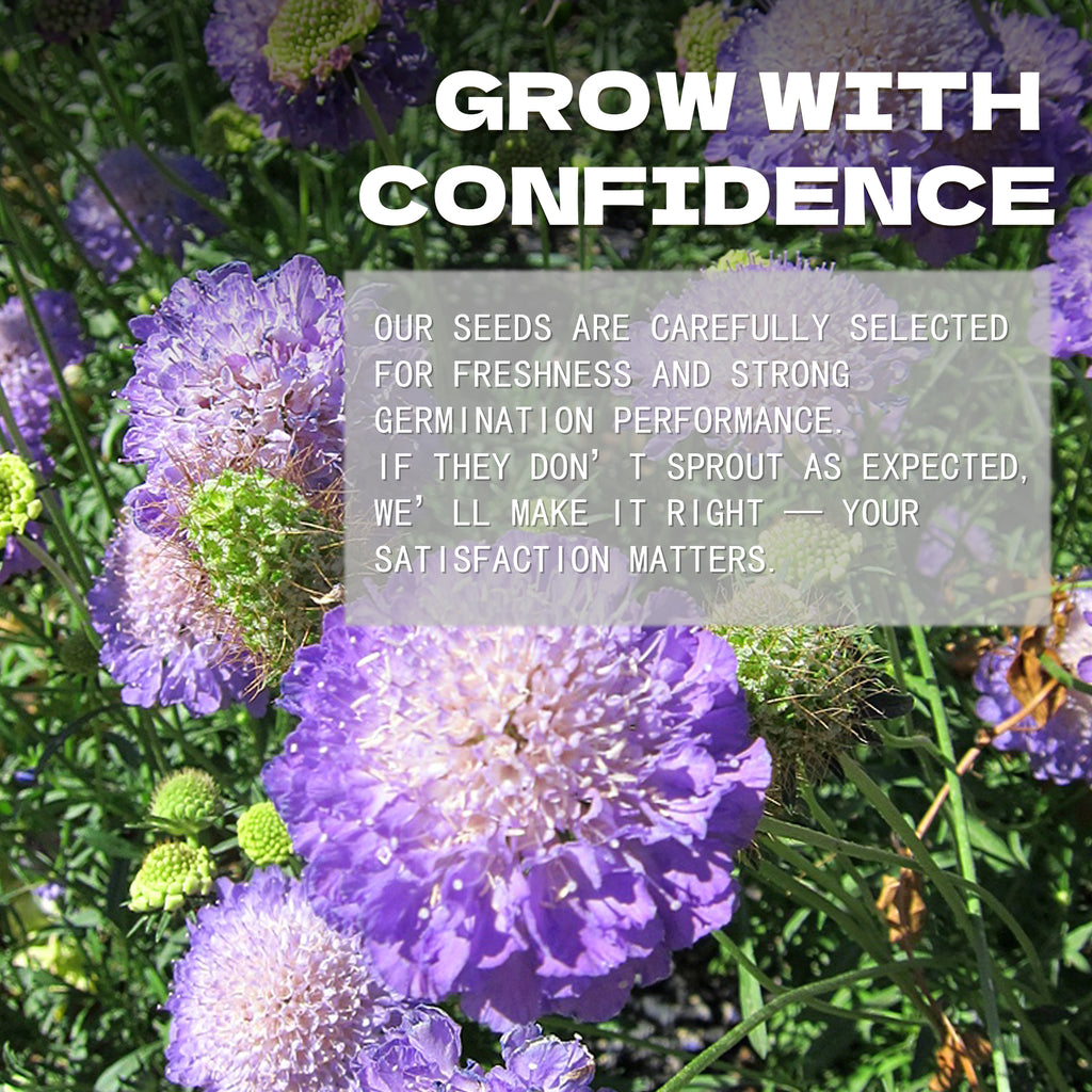 Pincushion Flower Scabiosa Seeds Purple flowers with text overlay about confidence and satisfaction in a seed company's message.