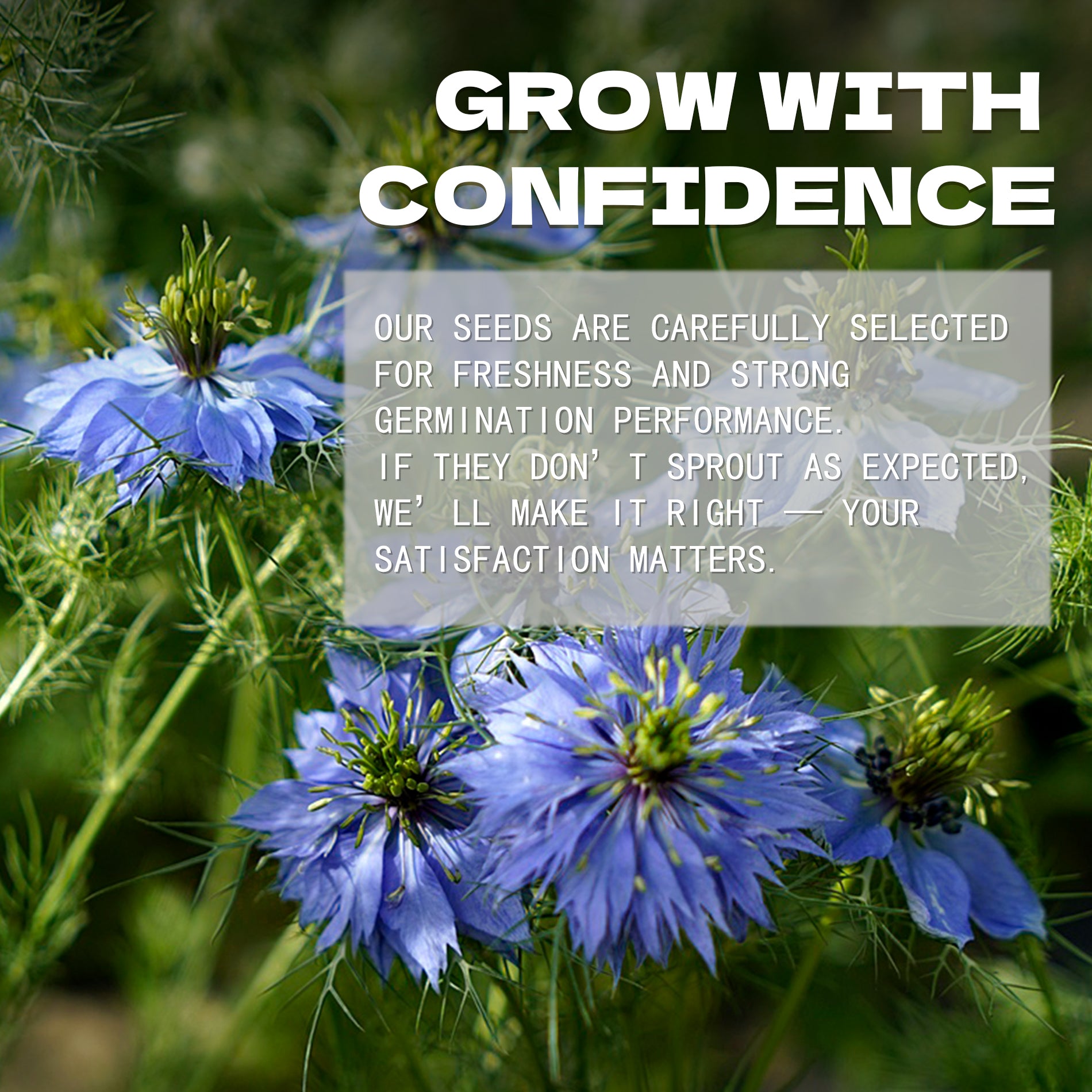 Love-In-A-Mist Nigella Seeds Blue flowers with a text overlay about seed selection and satisfaction guarantee.
