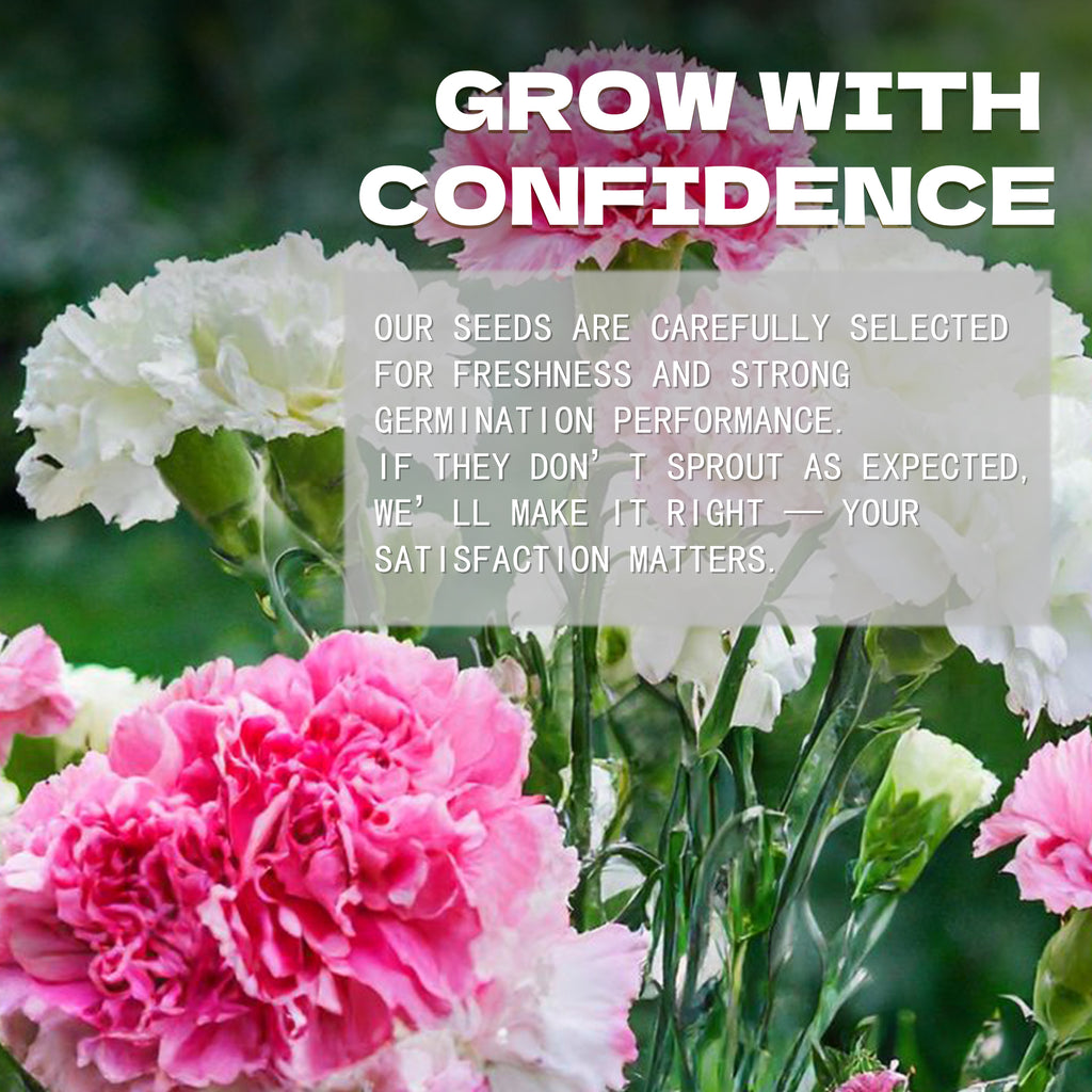 Pink and white flowers with a motivational quote about confidence and satisfaction.Sweet William Dianthus Seeds