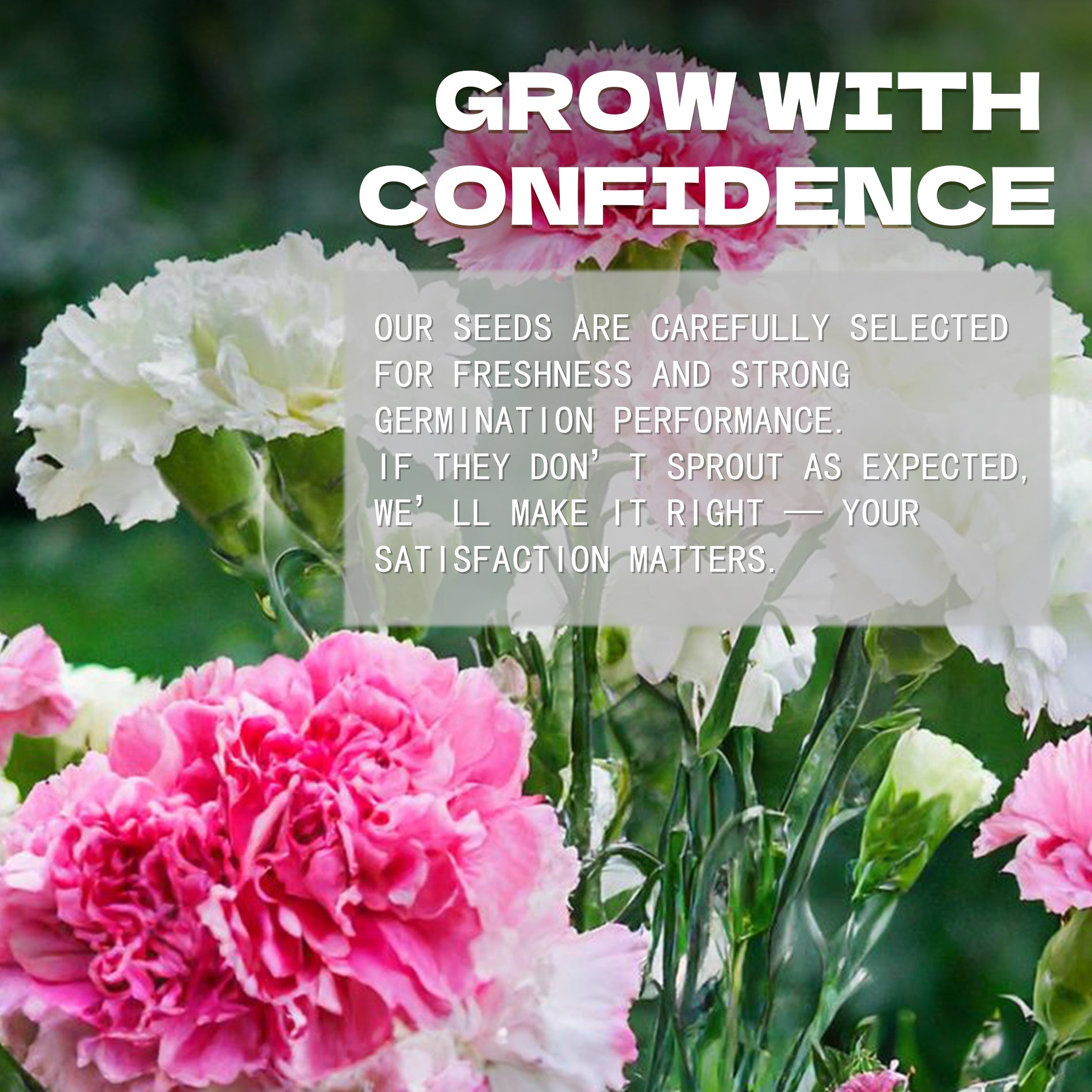 Pink and white flowers with a motivational quote about confidence and satisfaction.Sweet William Dianthus Seeds