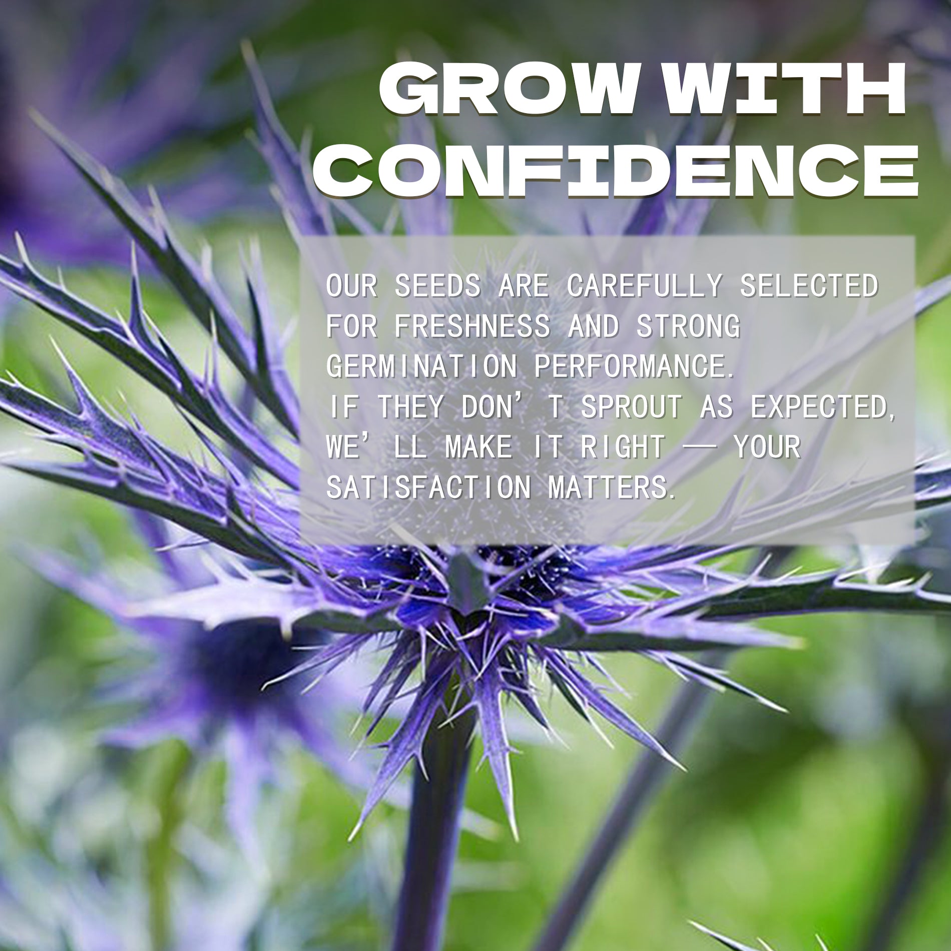 Sea Holly Thistle Eryngium Seeds Purple flower with text overlay about growing seeds with confidence