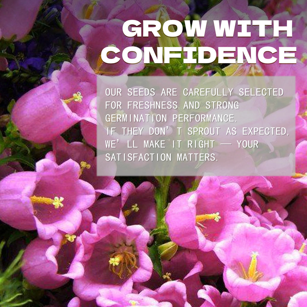 Bellflower Campanula Seeds Pink flowers with a text overlay about growing seeds with confidence.