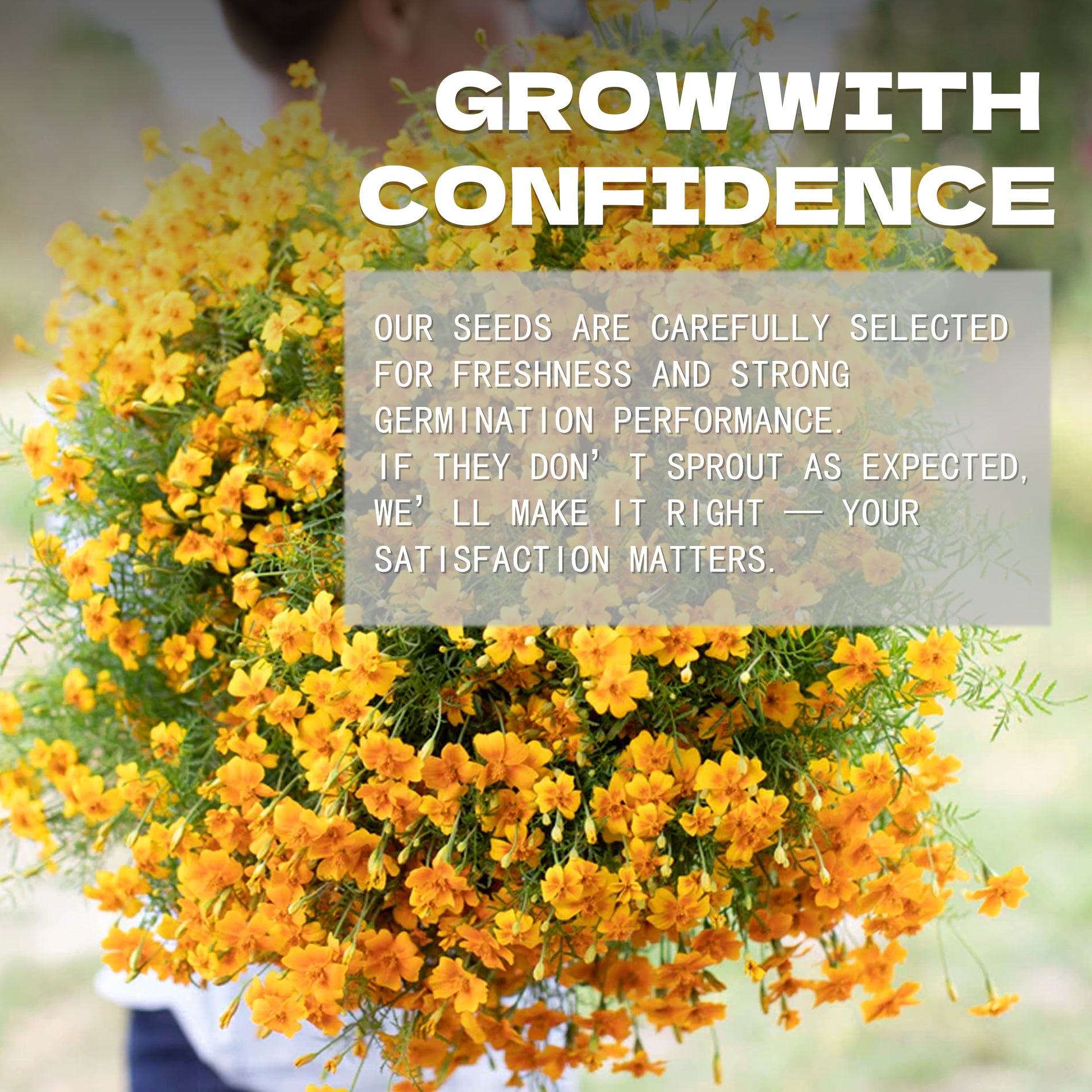 Tangerine Gem Marigold Seed Yellow flowers with promotional text overlay on a blurred background