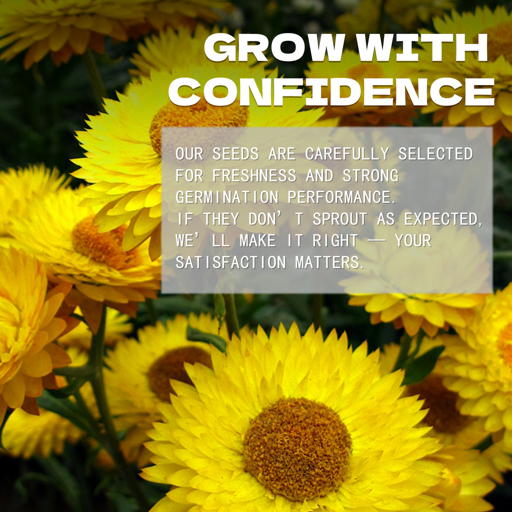 Everlasting Flower Strawflower Seeds Yellow flowers with text overlay about growing seeds with confidence
