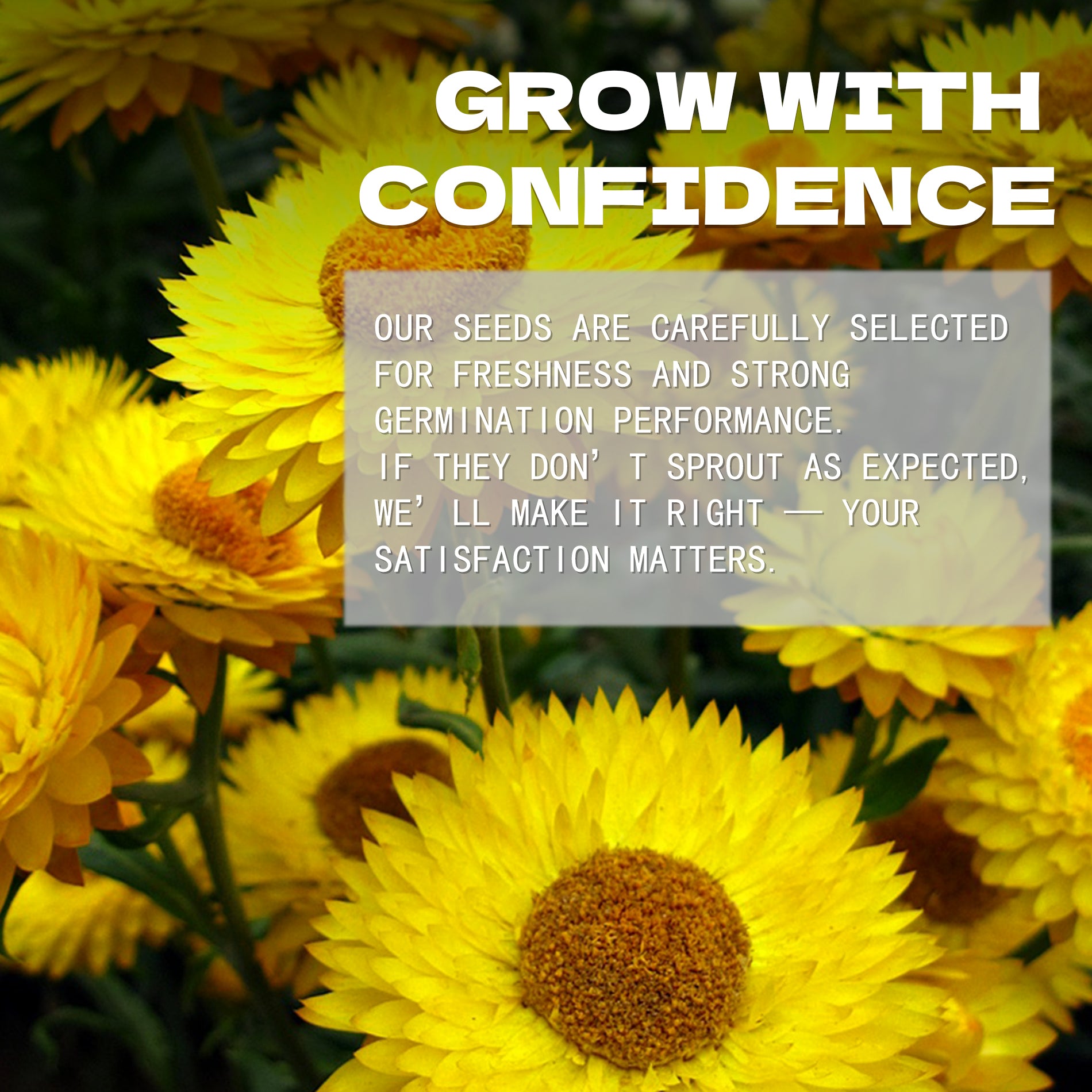 Everlasting Flower Strawflower Seeds Yellow flowers with text overlay about growing seeds with confidence