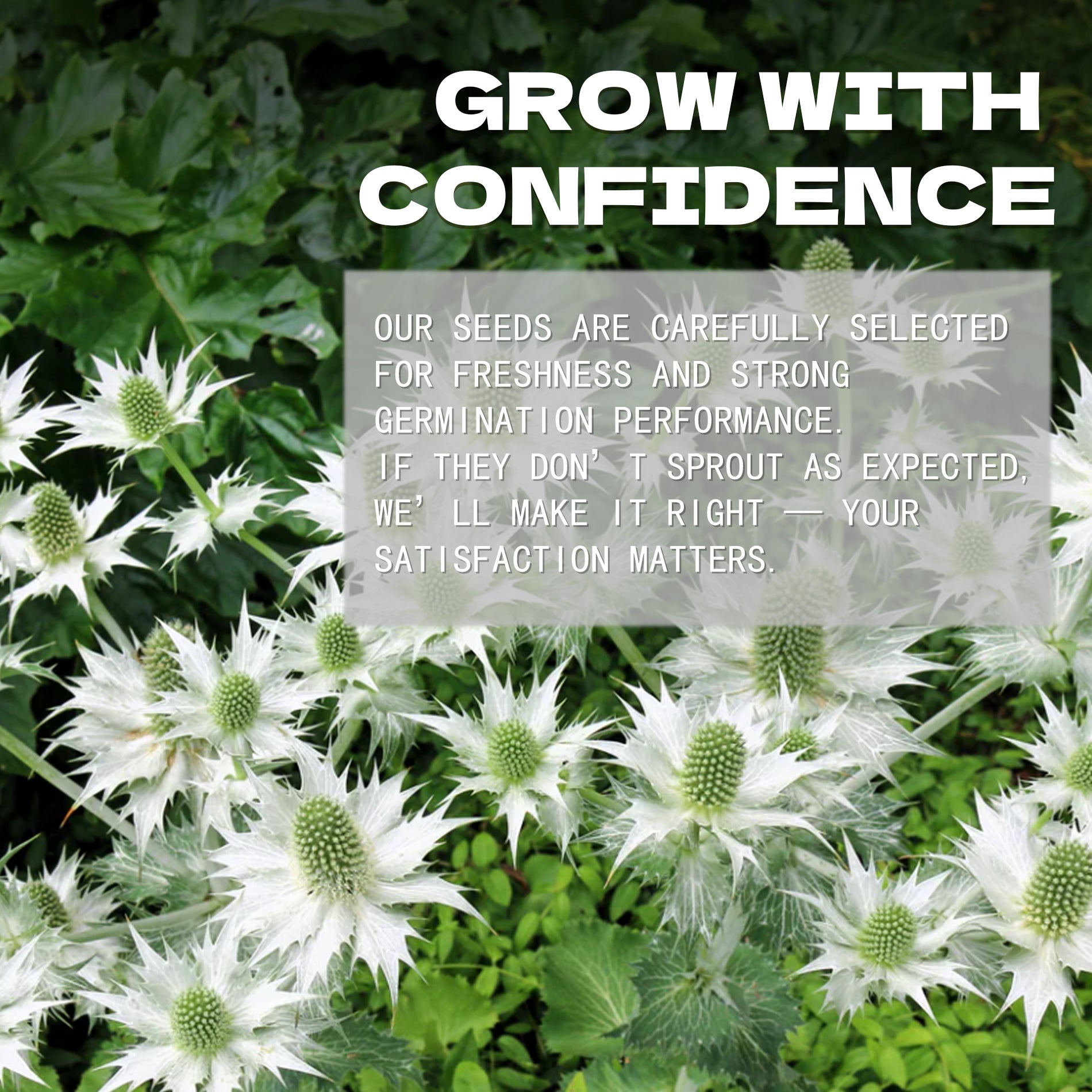 Floral background with text overlay about Sea Holly Thistle Eryngium Seeds selection and satisfaction guarantee.
