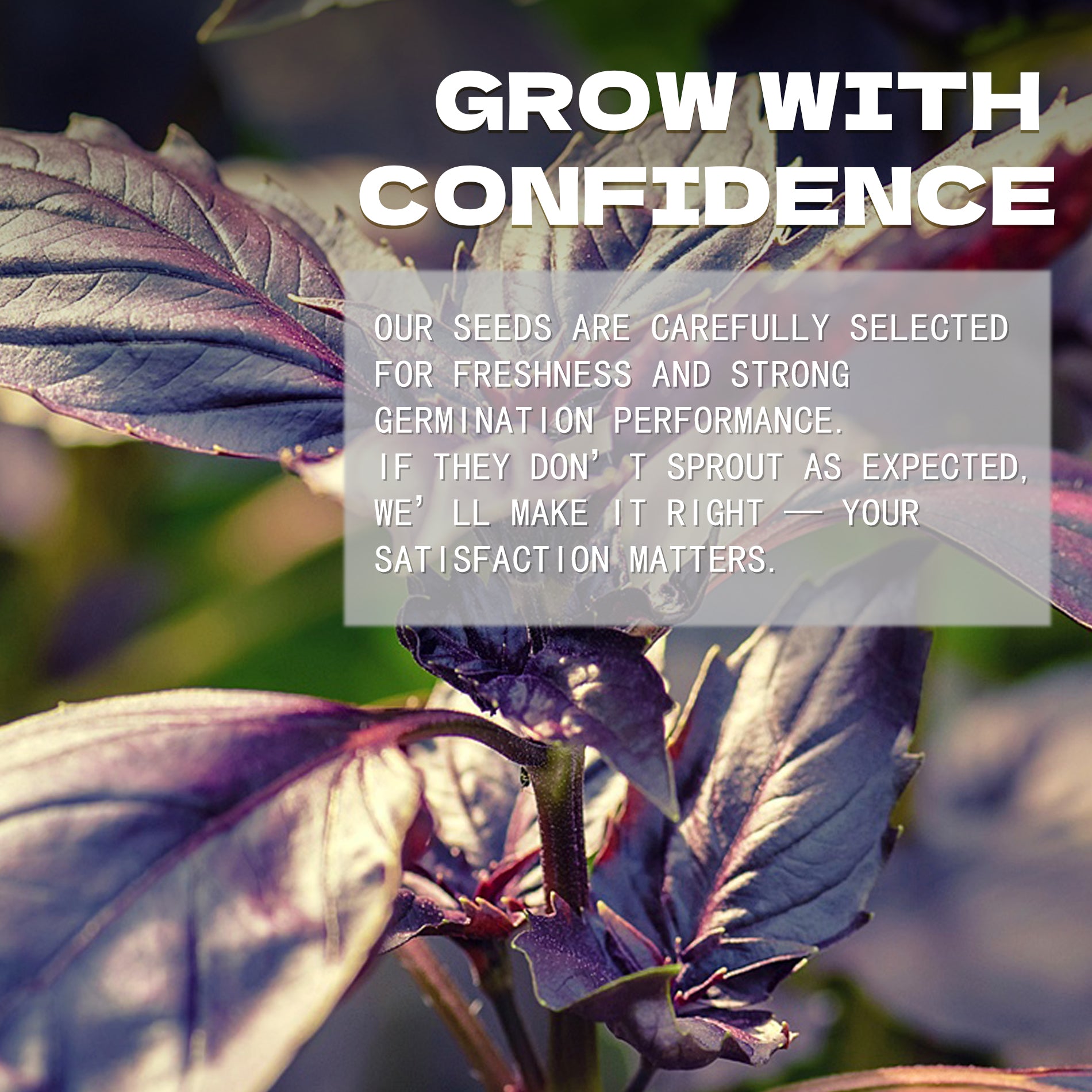 Ornamental Basil Seeds Purple leaves with motivational text overlay on a blurred natural background