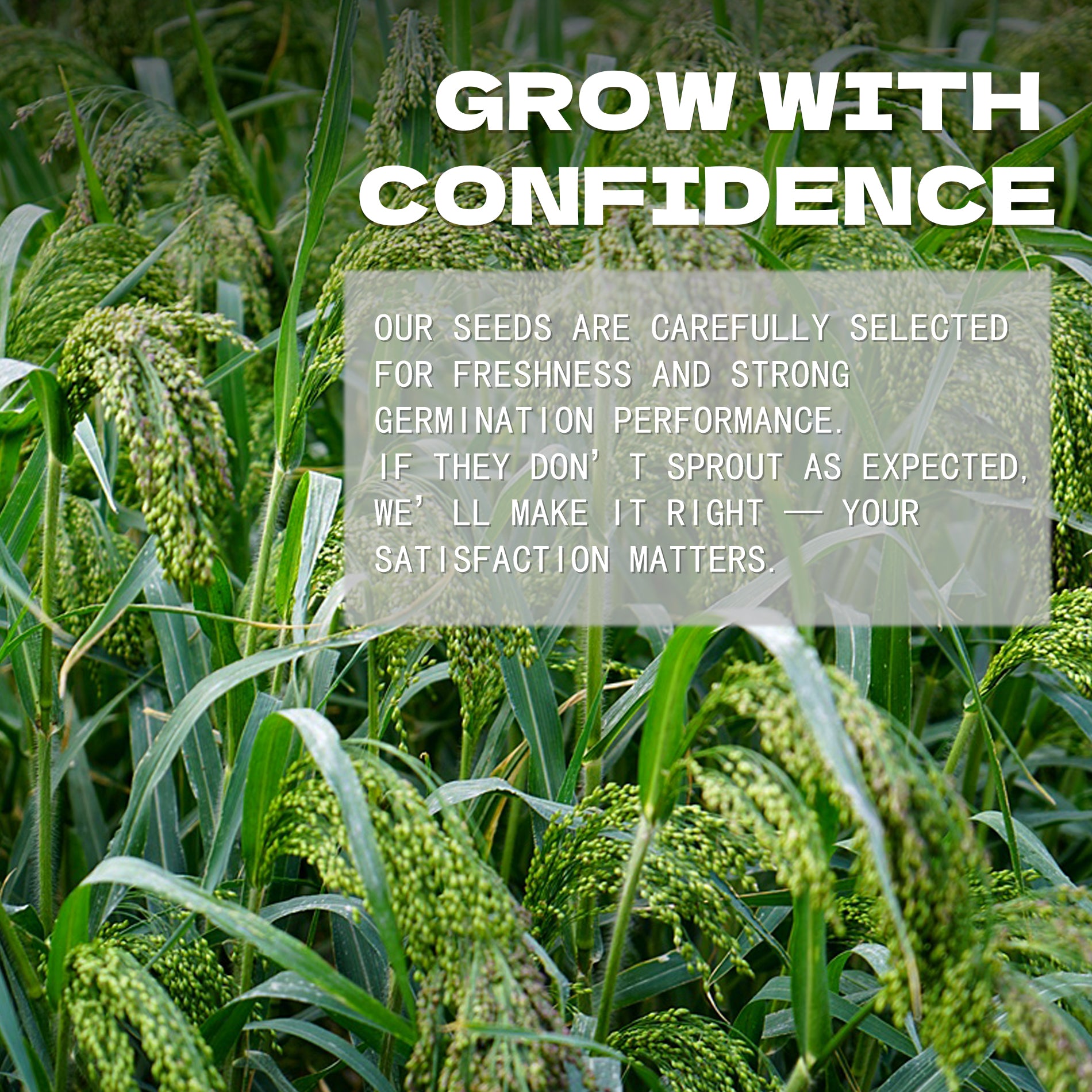 Field of green plants with text overlay about Ornamental Grass Seeds selection and satisfaction guarantee.