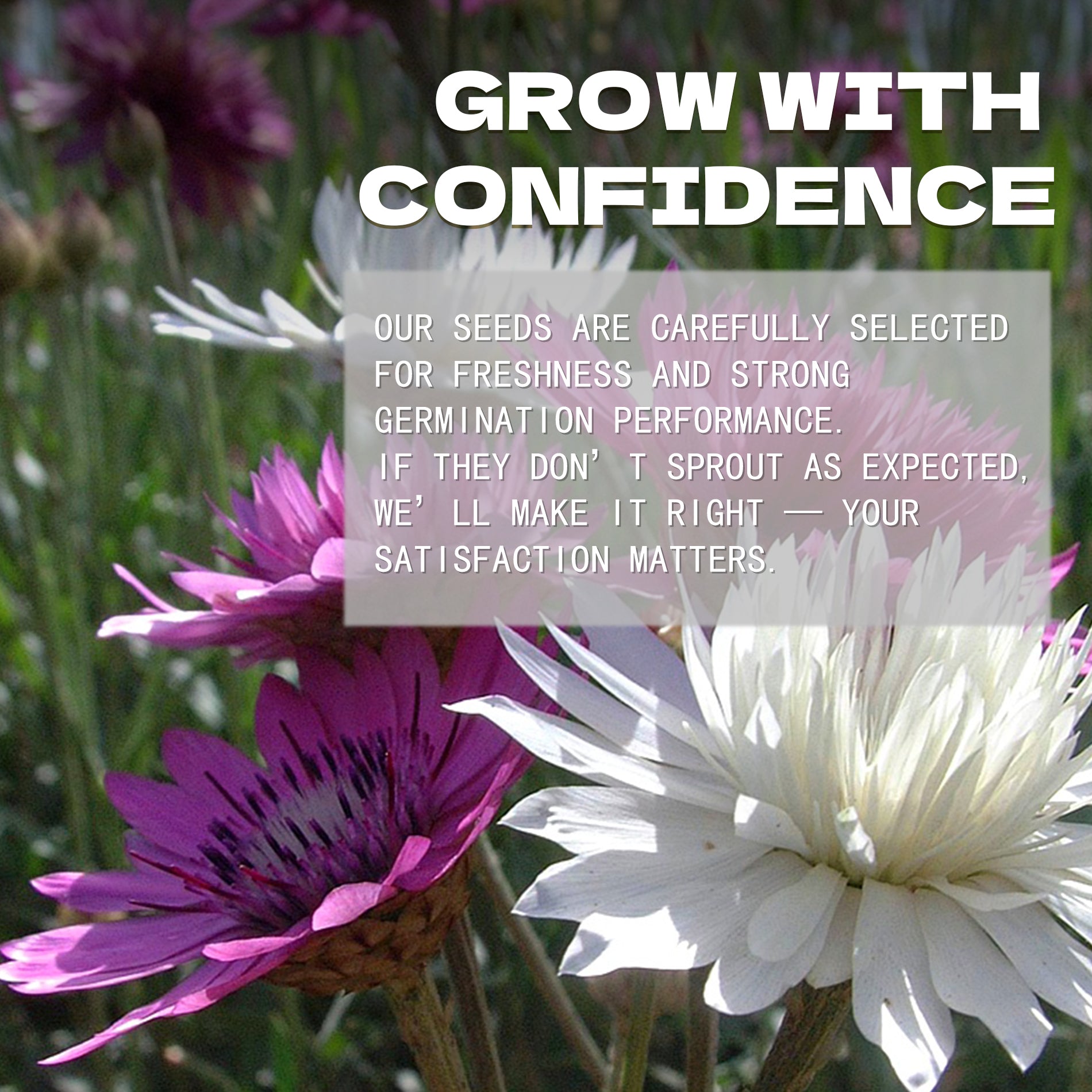 Xeranthemum Immortelle Annual Seeds Mix Colors Floral background with text overlay about confidence and satisfaction in product selection.