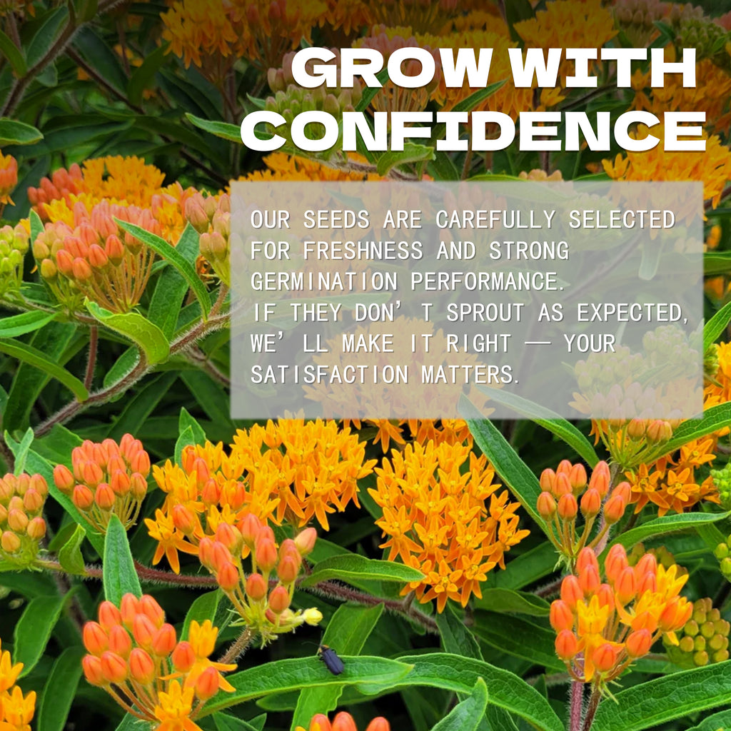 Floral background with text overlay about Butterfly Weed Milkweed Orange Asclepias Seeds selection and satisfaction guarantee.