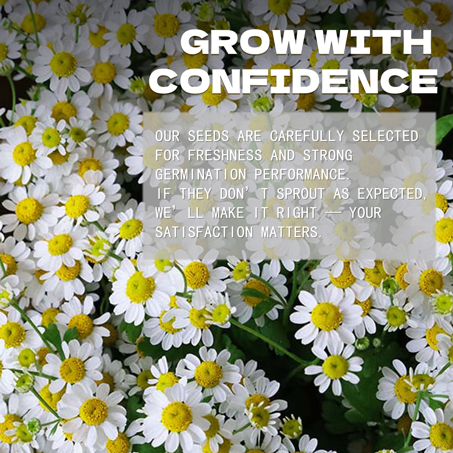 Feverfew Golden Chamomile Matricaria Seeds White and yellow flowers with text overlay about confidence and satisfaction.