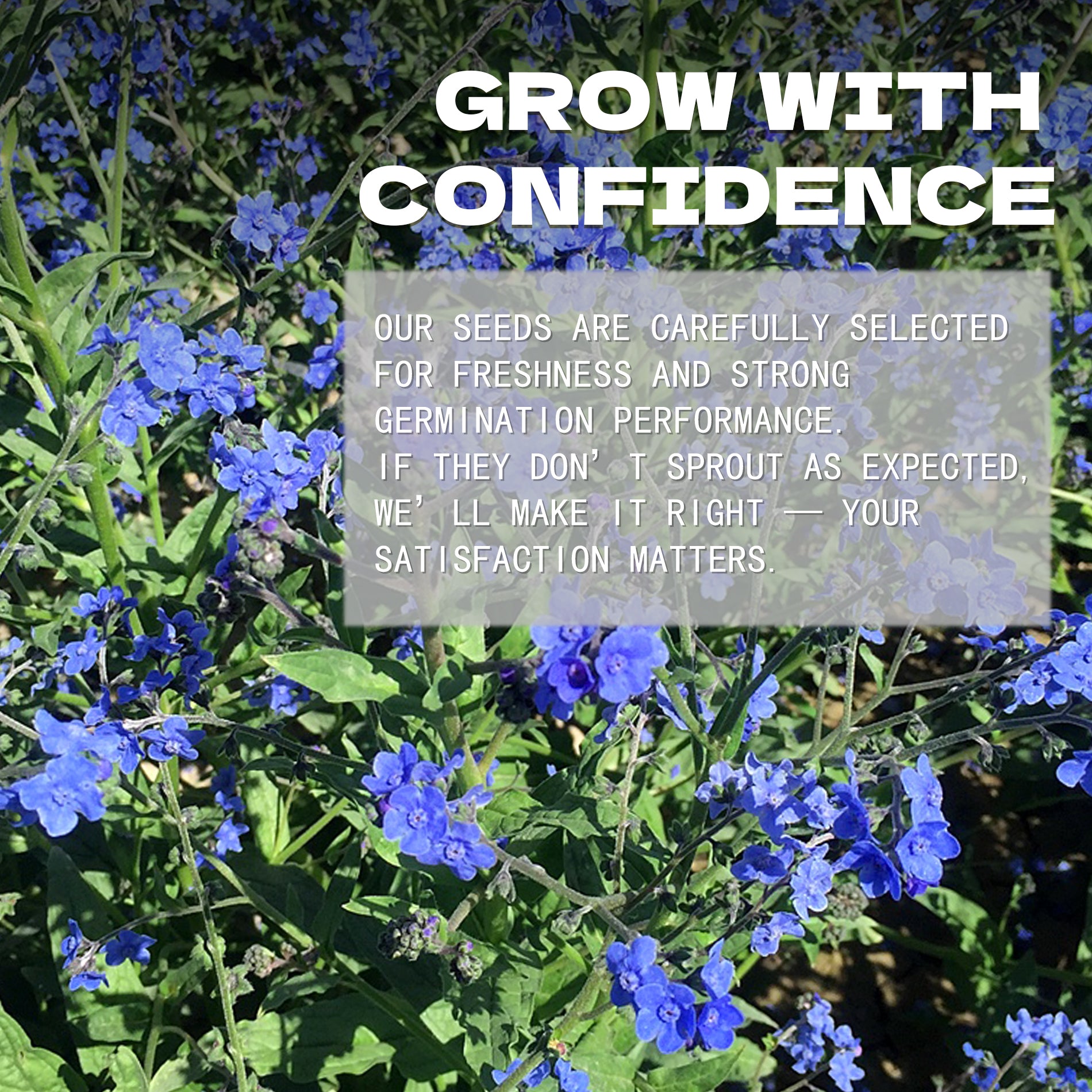 Blue flowers with a text overlay about confidence and satisfaction in a Chinese Forget-Me-Not Cynoglossum Seeds company's message.
