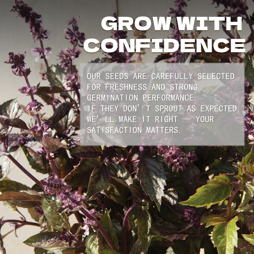 Plants with text overlay about Purple Ornamental Basil Seeds selection and satisfaction guarantee