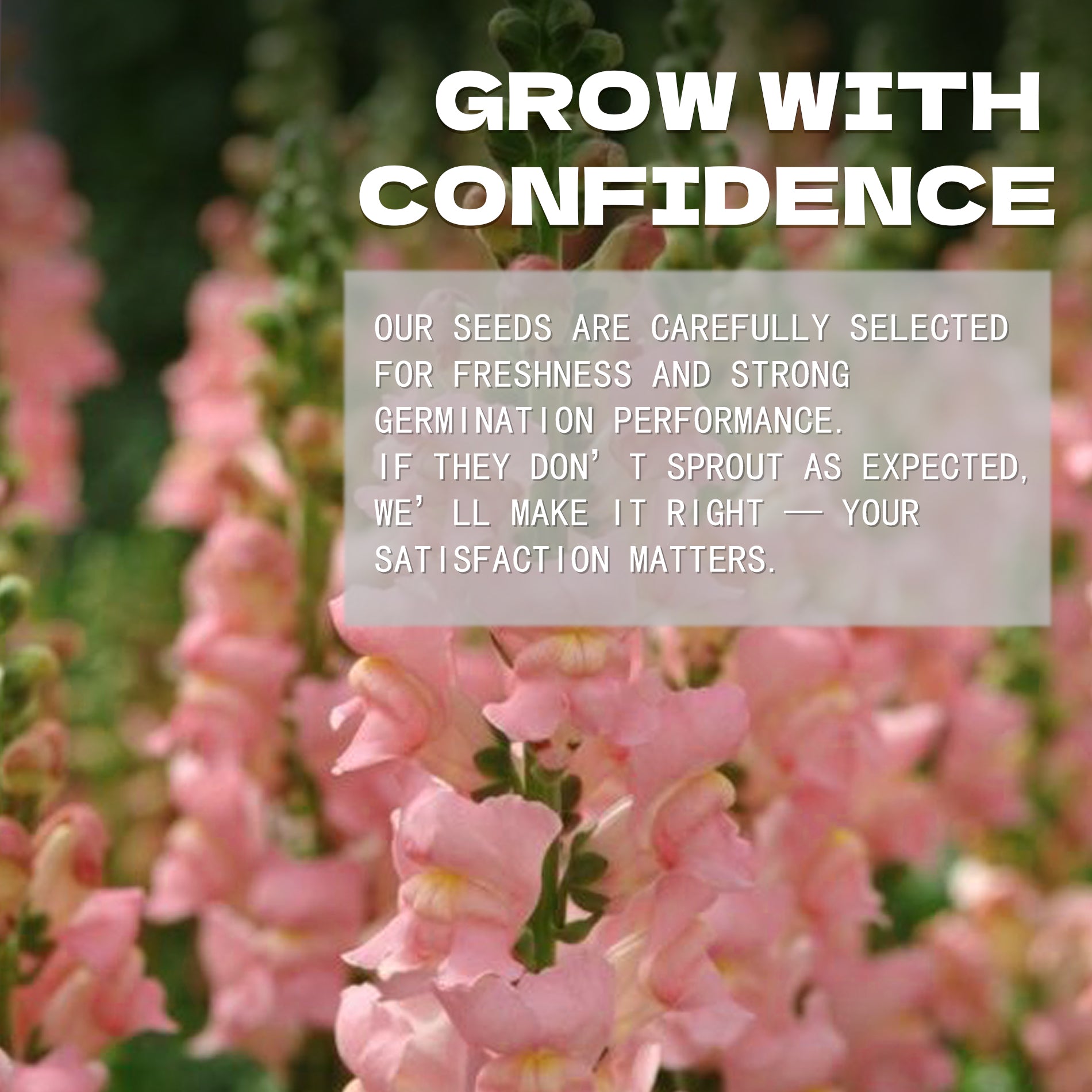 Tall Antirrhinum Snapdragon Seeds Pink flowers with a motivational quote overlay on a blurred natural background