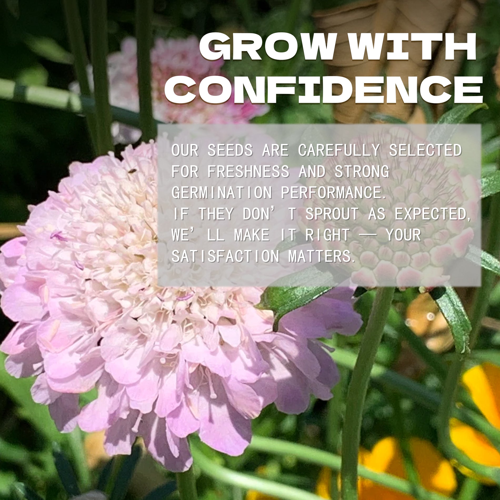 Pincushion Flower Scabiosa Seeds Pink flower with text overlay about confidence and satisfaction in a garden setting