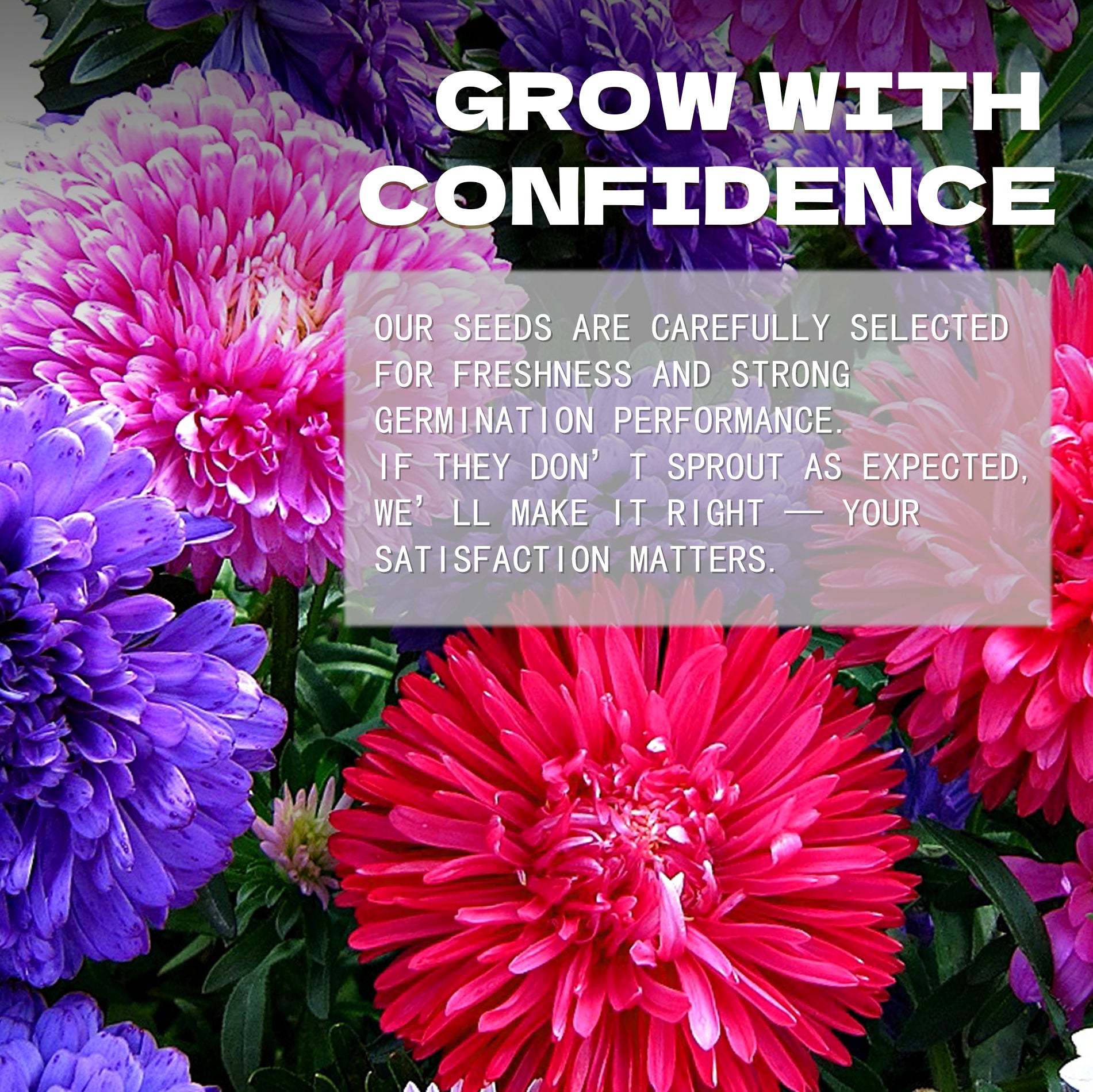 Mix Tall China Aster Seeds Colorful flowers with text overlay about seed selection and satisfaction guarantee.