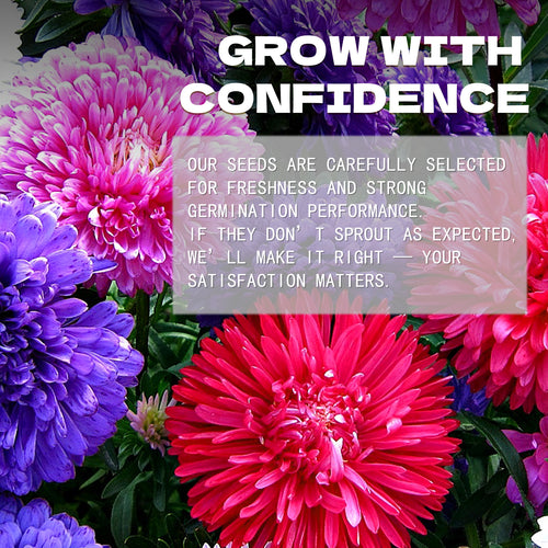 Mix Tall China Aster Seeds Colorful flowers with text overlay about seed selection and satisfaction guarantee.