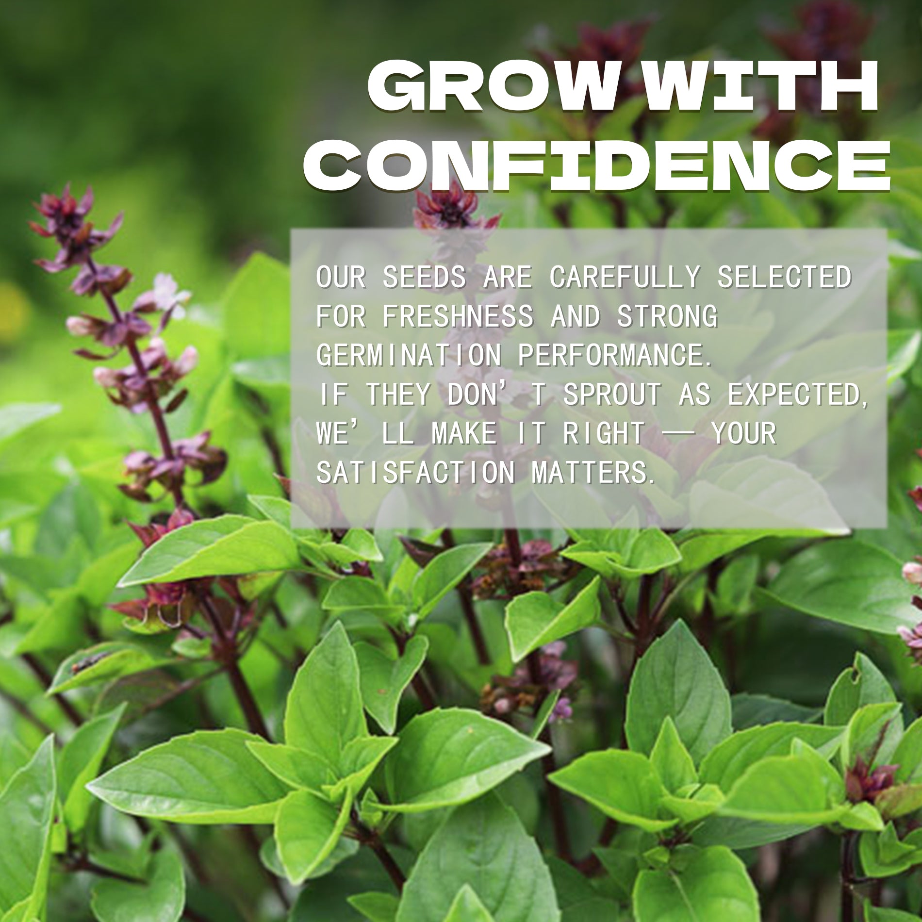 Green plants with text overlay about Ornamental Basil Seeds selection and satisfaction guarantee
